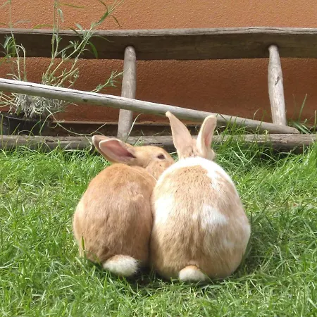 Vakantieboerderij Verdecielo