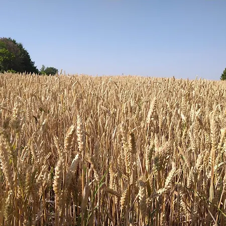 Vakantieboerderij Verdecielo