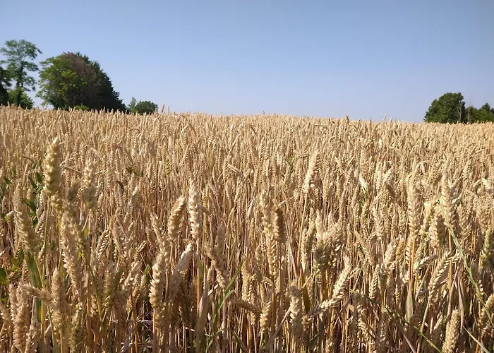 农家乐 Verdecielo